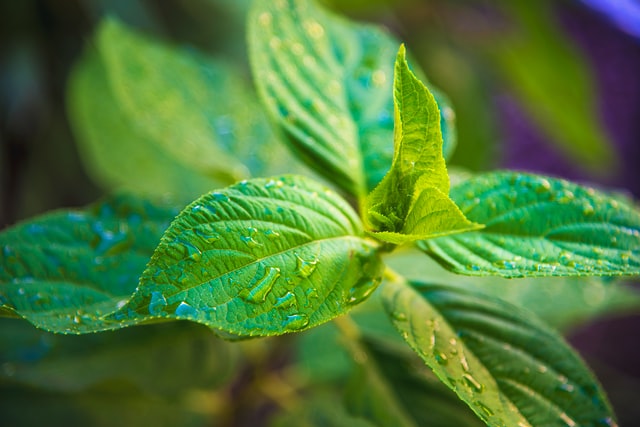 Dew and water droplets on herbs